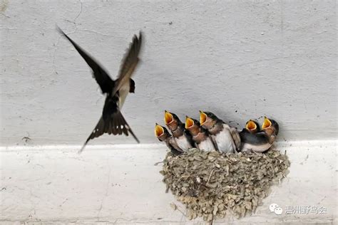 小鸟在屋檐下筑巢 將人最好的帶出來